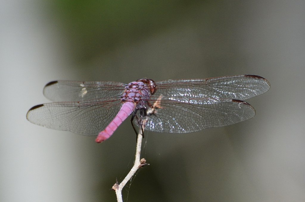 080 2012-12311802 Sabal Palm Sanctuary, TX.JPG - Roseate Skimmer (Orthemis ferruginea) Dragonfly. Sabal Palm Sanctuary, TX, 12-31-2012